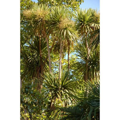 CORDYLINE australis  multi tetes