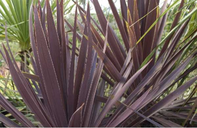 CORDYLINE australis Red star