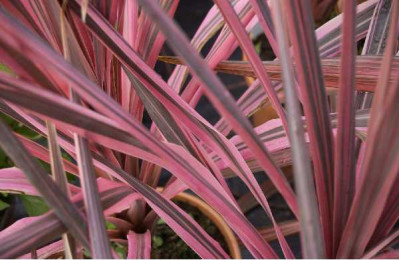 CORDYLINE australis Southern splendour