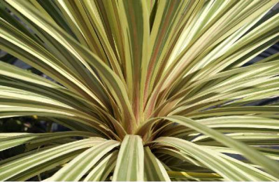 CORDYLINE australis Torbay dazzler