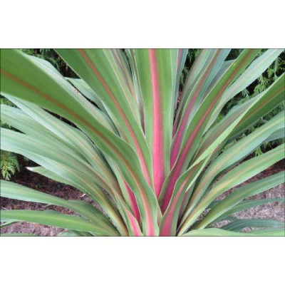 CORDYLINE australis Peko