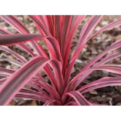 CORDYLINE australis Sunrise