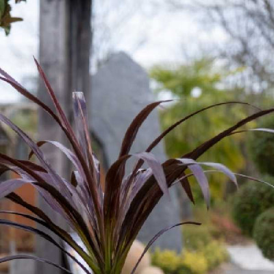 CORDYLINE banksii Renegade