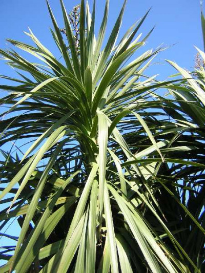 CORDYLINE