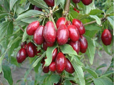 CORNUS mas