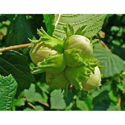 CORYLUS avellana