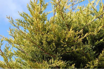 CUPRESSOCYPARIS leylandii Castelwelland gold