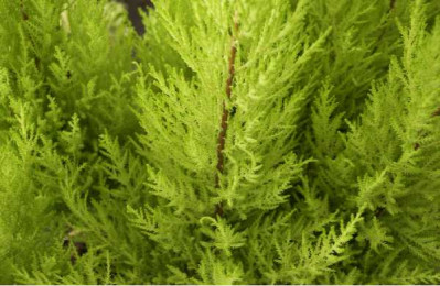 CUPRESSUS macrocarpa Goldcrest