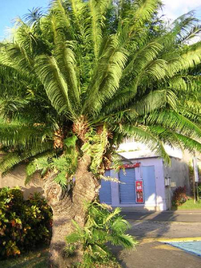 CYCAS revoluta