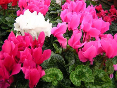 CYCLAMEN