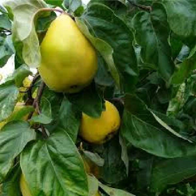 CYDONIA oblonga Champion