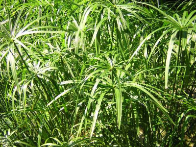 CYPERUS alternifolius