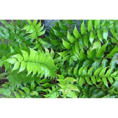 CYRTOMIUM falcatum
