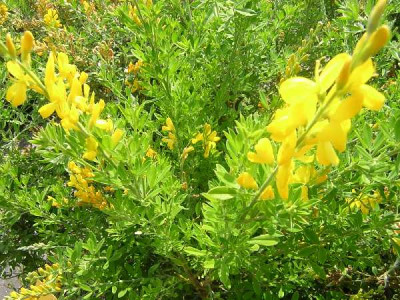 CYTISUS racemosus