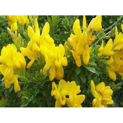 CYTISUS racemosus Phebus®