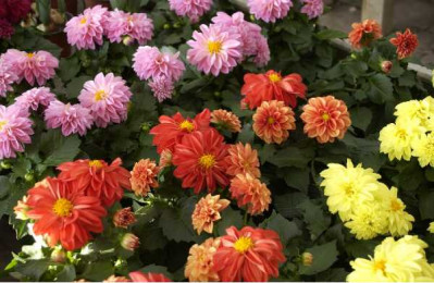 DAHLIA de bouture