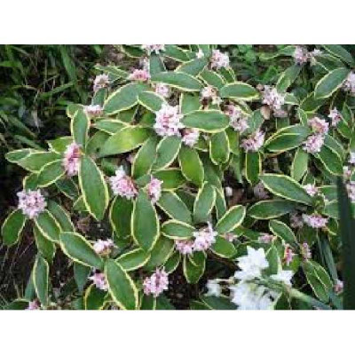 DAPHNE odora Aureomarginata