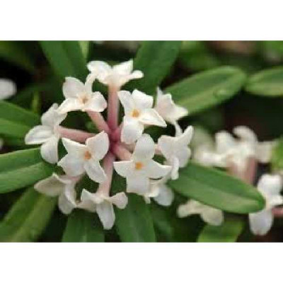 DAPHNE transatlantica Eternal fragance