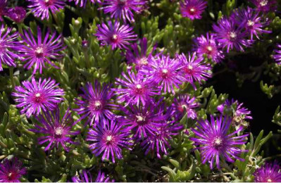 DELOSPERMA cooperi