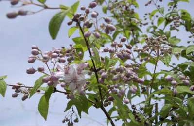 DEUTZIA hybrida Mont rose