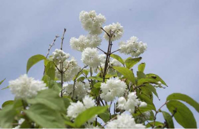 DEUTZIA scabra Pride of rochester