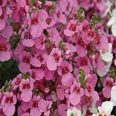 DIASCIA  Rose