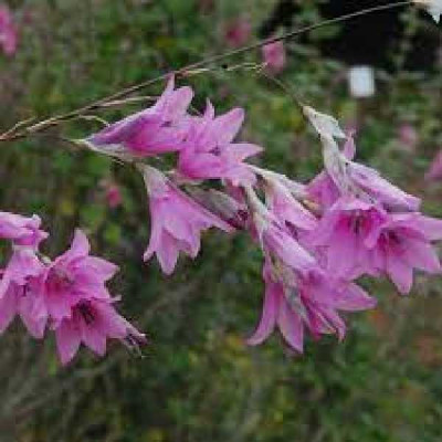 DIERAMA  Pink rocket