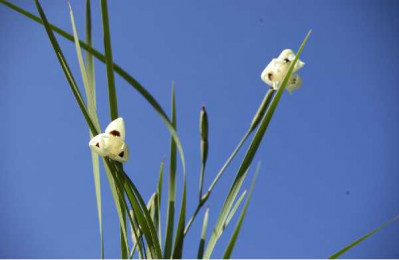 DIETES  Bicolor