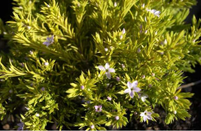 DIOSMA hirsuta Sunset gold