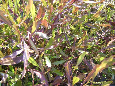 DODONEA viscosa Purpurea