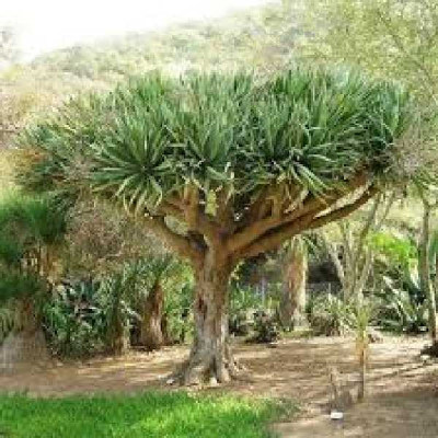 DRACENA draco