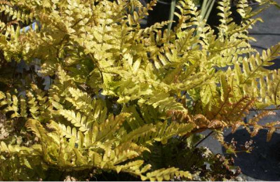 DRYOPTERIS erythrosora
