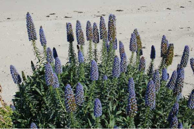 ECHIUM candicans ou fastuosum