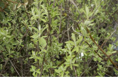 ELEAGNUS angustifolia