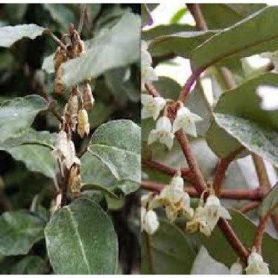 ELEAGNUS ebbengei