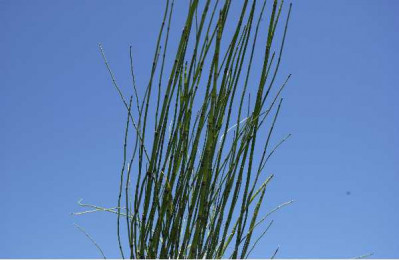 EQUISETUM japonicum