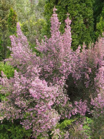 ERICA arbustive Canaliculata