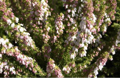 ERICA arbustive Lusitanica