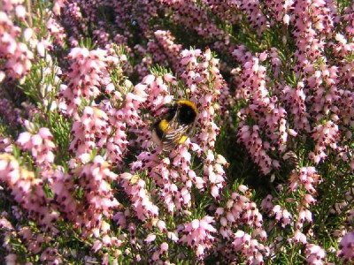 ERICA arbustive Mediterranea