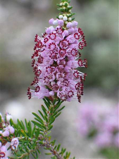ERICA arbustive Multiflora