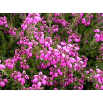 ERICA cinerea Cd eason