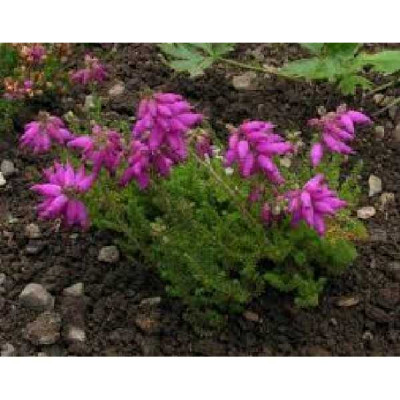 ERICA ciliaris Bretagne