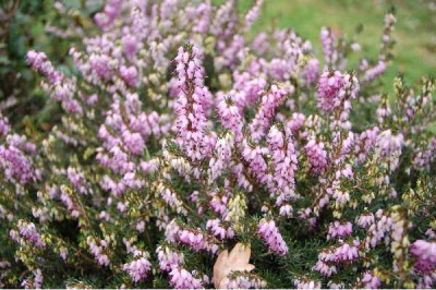 ERICA darleyensis Dale
