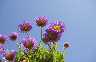 ERIGERON glaucus