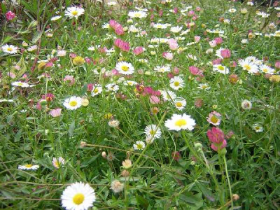 ERIGERON karvinskianus