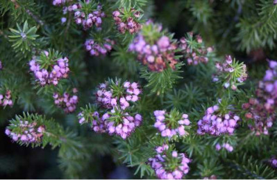 ERICA vagans Maxwell