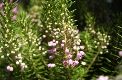 ERICA vagans Saint keverne