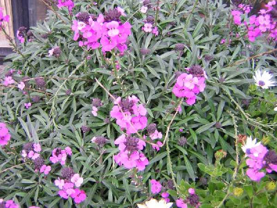 ERYSINUM  Bowles purple