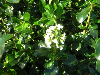 ESCALLONIA iveyii