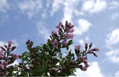 ESCALLONIA apple blossom